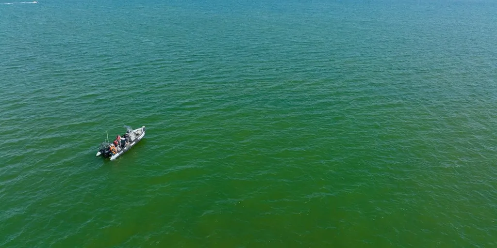Phénomène d'eau colorée verte en baie de Vilaine - Prélèvements et échantillonnage d'eau depuis le zodiac