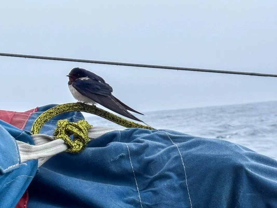 Ambiance à bord de l'Imoca April Marine - Recherche Co-Partenaire, skippé par Arnaud Boissières lors de la Vendée Arctique 2026 - en mer le 08/06/2026