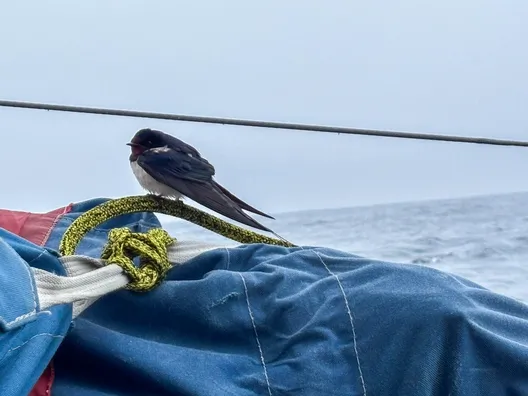 Ambiance à bord de l'Imoca April Marine - Recherche Co-Partenaire, skippé par Arnaud Boissières lors de la Vendée Arctique 2026 - en mer le 08/06/2026