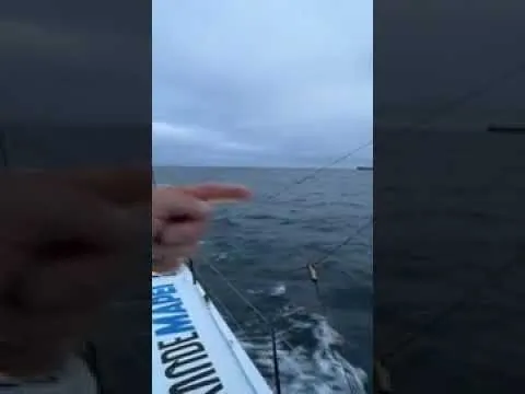Ambrogio sous bonne escorte de dauphins